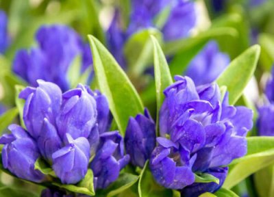 龙胆花气味 龙胆花气味是什么味道