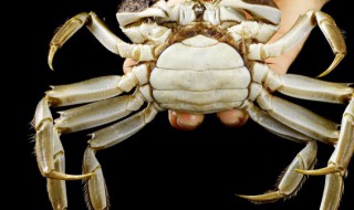 新鲜螃蟹怎么保鲜过夜 活螃蟹怎么保存过夜