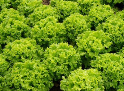 一年四季可种的水培蔬菜品种 在家可水培的5种蔬菜图片