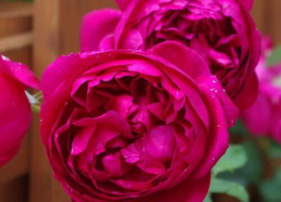 莲花宝石月季优点 莲花宝石月季的优缺点