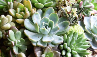 多肉植物冬天怎么养护 多肉植物冬天养护技巧