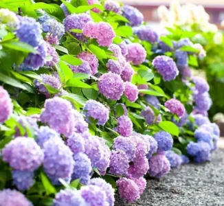 绣球一年开几次花期 绣球花一年开几次一次有多长时间