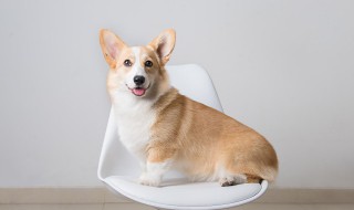 狗狗吃多了鸡肝的危害 狗狗吃多了鸡肝有什么坏处