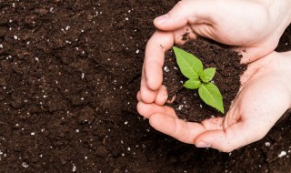 黄泥土适合种什么蔬菜 黄泥土一般种哪些蔬菜适合