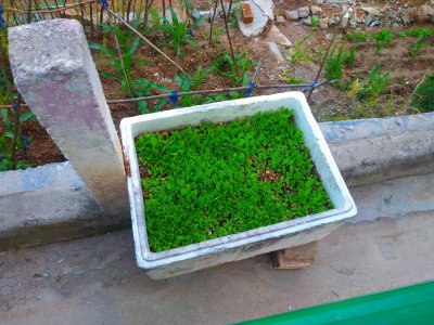 泡沫箱种蔬菜要打孔吗 泡沫箱种菜做到五点长得好