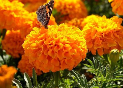 万寿菊什么季节开花 在几月份开花