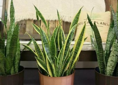 虎尾兰烂根怎么办 烂根原因及处理方法