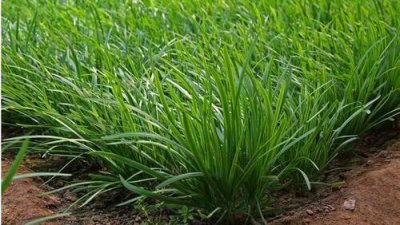 韭菜长得太细不粗壮怎么办 种植韭菜越长越细怎么回