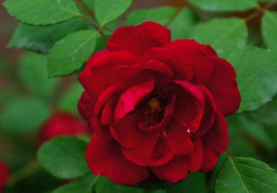 红蔷薇花语大全 9种颜色蔷薇花分别代表什么花语意思