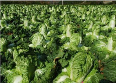 娃娃菜和白菜的区别图片 娃娃菜和白菜哪个营养价值高