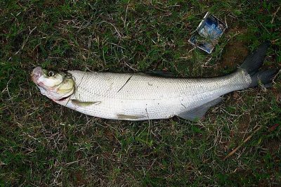 路亚竿能钓什么鱼种 适合路亚的淡水鱼种盘点