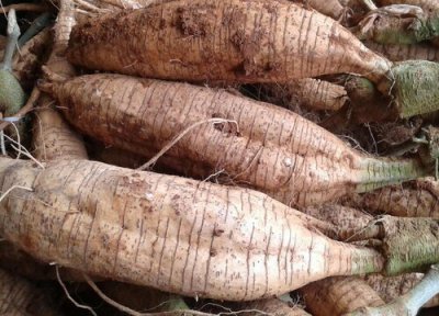 葛根种植地方 葛根适合什么地方种植
