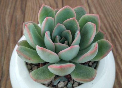 春天多肉植物怎么养才养得又大又肥 养多肉需要注意什么