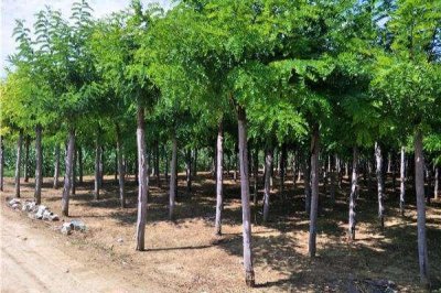 国槐与洋槐树的区别图片 槐树有国槐和洋槐两种的不同