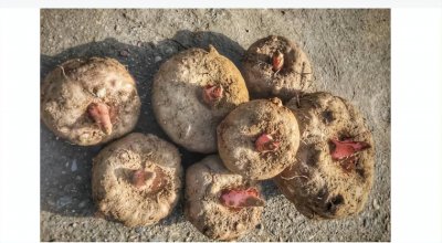 蒟蒻是什么植物 蒟蒻是个什么梗