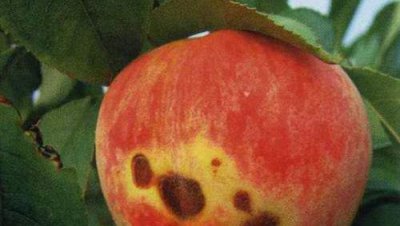 桃树炭疽病防治方法与技术 桃树炭疽病用什么农药最好