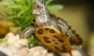 冬天乌龟需要注意什么 冬天养乌龟需要注意哪些呢