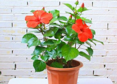 扶桑花冬天如何养护 扶桑花应该怎么在家里养护