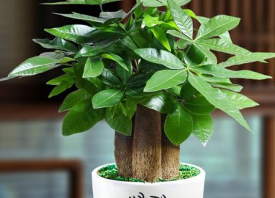 为什么我养什么植物都会死 家里养植物总是死浇水是关键