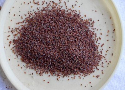 香雪球种子播种时间 香雪球种子什么时候播种最好