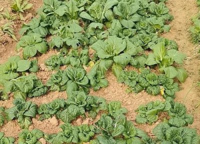 黄心菜几月份种植最好 什么时候种最合适