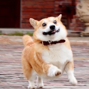 中国禁养犬种名单 我国命令禁止禁养狗狗品种