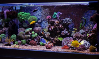 清道夫鱼肉的功效作用 清道夫能吃么