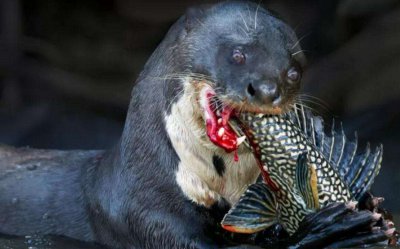 清道夫鱼为什么要活埋 清道夫不能随便放生需打死再埋吗