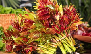 怎样判断香椿熟了没 香椿变色就熟了吗