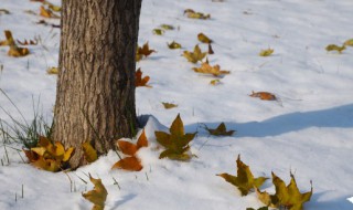 立冬下雪好句子 写给立冬唯美句子