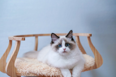 布偶猫买公猫还是母猫好 家里养公和母布偶猫区别