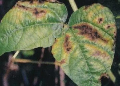 魔芋种植中常见病害 魔芋病虫害防治技术与方法措施