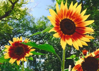 向日葵花语是什么意思 眼中只有你、入目无他人