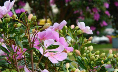 立秋后花卉要怎样管理 入秋后花卉栽培技术和管理要点