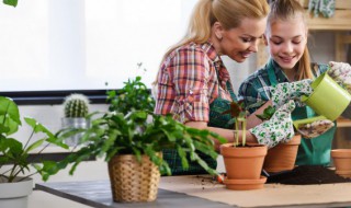 转运竹位置有什么讲究 转运竹位置讲究的方法