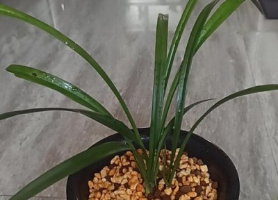 兰花叶子有小黑点怎么办 兰花叶子有黑点的防治方法