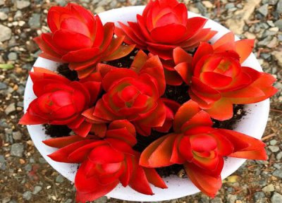 多肉植物火祭徒长了怎么办 多肉植物火祭徒长是什么样子