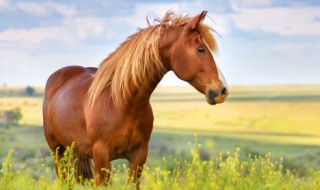 属马几月出生最好命运 属马多少月出生最好命运