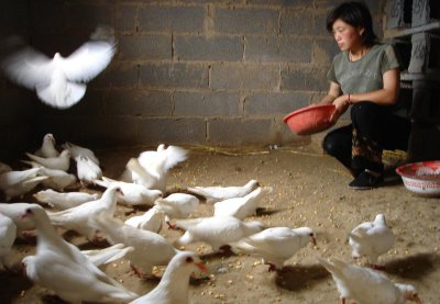 为什么千万不要养鸽子 简单分析养殖鸽子的十大危害