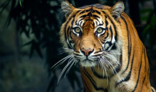 属虎戴什么挂件好 属虎可以戴什么挂件