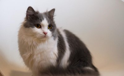 为什么拿破仑猫不建议养 家里养拿破仑猫的优点和缺点