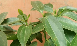 平安树叶子干枯怎么办 平安树叶子发干怎么办