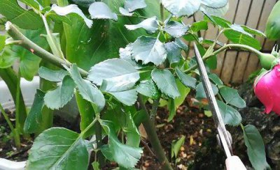 月季在什么季节扦插最好 月季花扦插最佳季节和方法