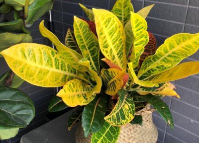 变叶木品种 变叶木多少钱一盆