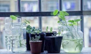 最常见室内植物有哪些 最常见室内植物是什么