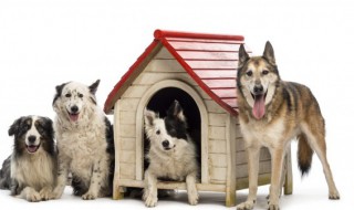 养边牧的好处和坏处 养边牧犬的好处和坏处