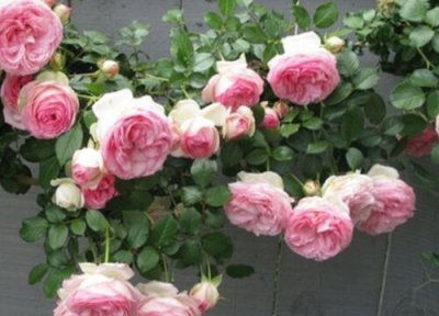 滕本月季不开花的原因 滕本月季不开花什么原因