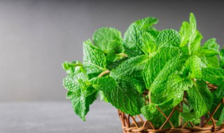 家庭薄荷怎么种植方法 在家怎么种薄荷
