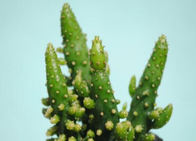 摇钱树多肉养殖 摇钱树多肉怎么养