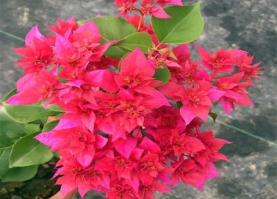 三角梅催花方法 三角梅如何催花花芽猛蹿